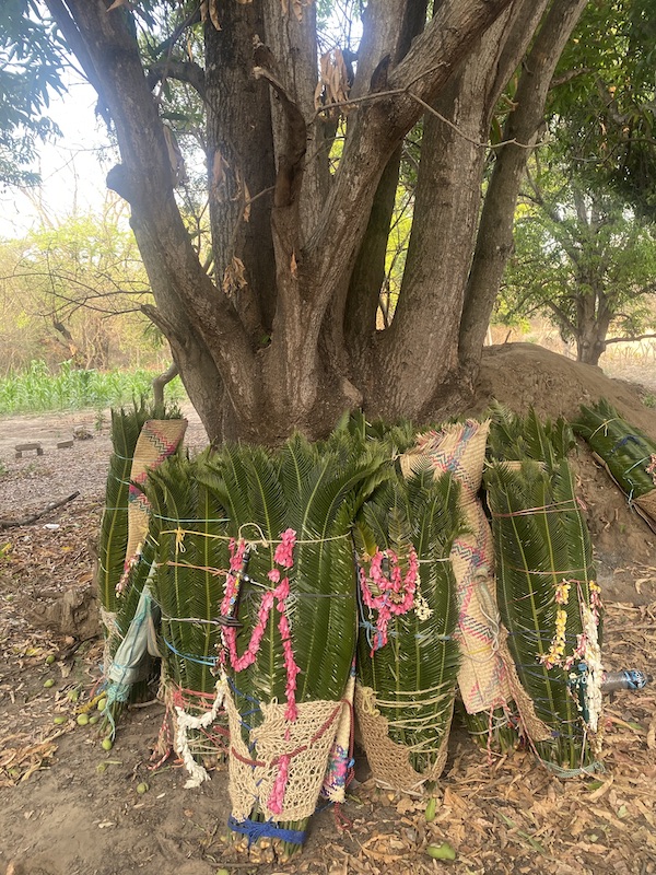 El futuro de los espadañeros de Suchiapa Chiapasparalelo