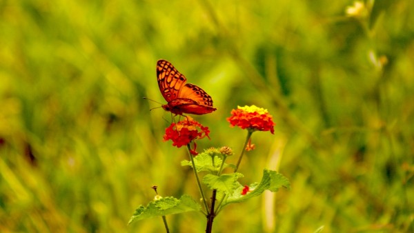 Apareció una mariposa amarilla en tamaño pequeño, volando en medio de la calle,  luego una mariposa más se incorporó y como en una especie de sincronización los vuelos de ambas se conectaron.