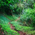 Sendero en la  Reserva de la Biósfera El Triunfo. Foto: Isaín Mandujano