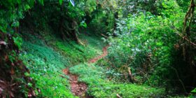 Sendero en la  Reserva de la Biósfera El Triunfo. Foto: Isaín Mandujano