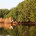 Este bosque que crece entre el agua y la tierra posee  cuatro diferentes especies  de mangle: mangle rojo, mangle blanco, mangle negro y mangle botoncillo. Foto: CONAFOR