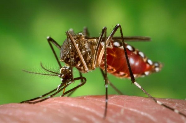 El mosco del  chikungunya 