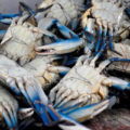 
© Jaibas azules. Hmmm ¡Qué ricas! Mercado del Norte. Tuxtla Gutiérrez, Chiapas (2011)