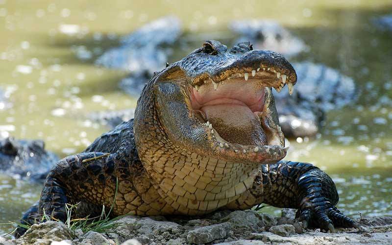 Cocodrilo en protección especial murió en el Cañón del Sumidero por ingerir  plástico | Chiapasparalelo