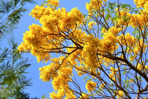 Cada que caminaba por donde estaba el árbol, agradecía su presencia porque le brindaba un poco de sombra, sobre todo en días soleados como ese martes.