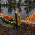 Flores de Cempazuchitl en Xochimilco