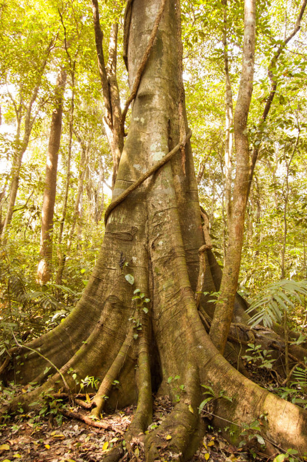 Ese gran árbol era muy generoso, no solo les proporcionaba sombra, aire fresco sino que también había dado cobijo en sus raíces a los peludos de la familia.