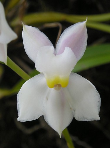 Moxviquil, el jardín mágico de las orquídeas | Chiapasparalelo