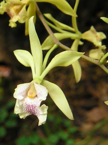 Moxviquil, el jardín mágico de las orquídeas | Chiapasparalelo