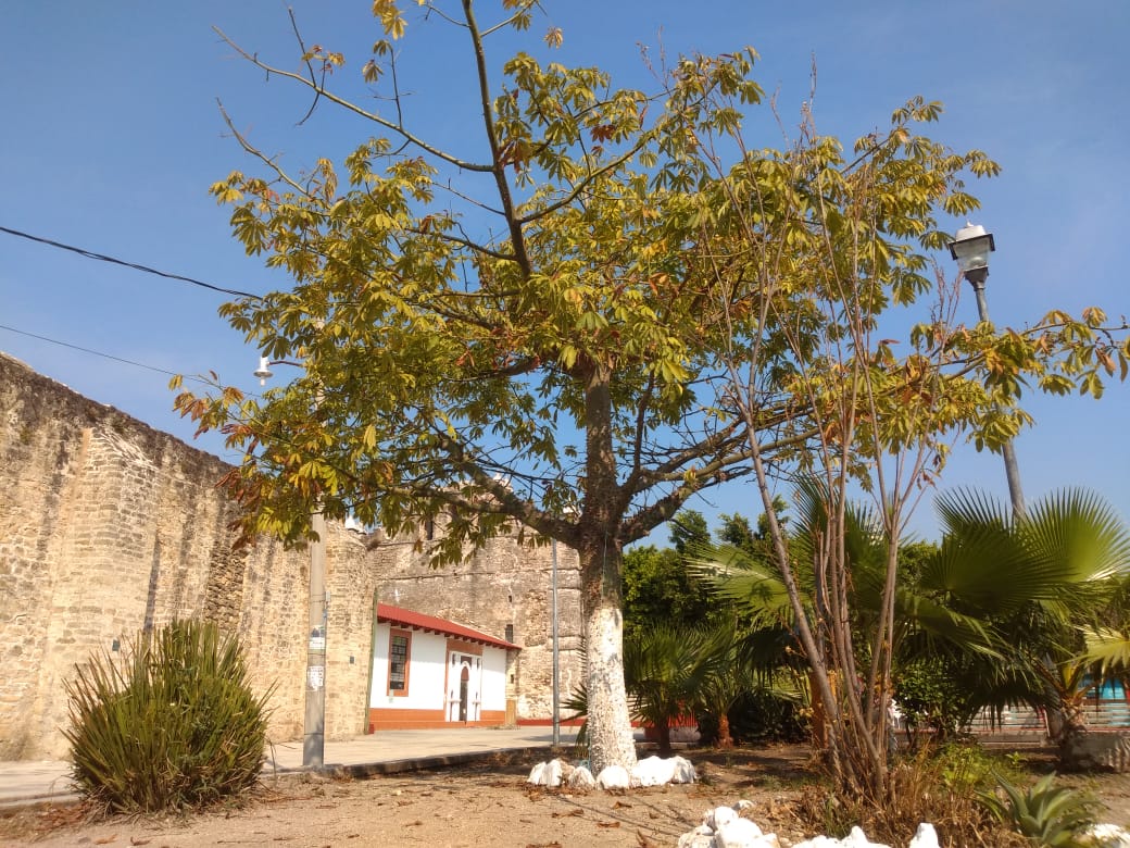 La Pochota Un Gigante Natural Chiapasparalelo 