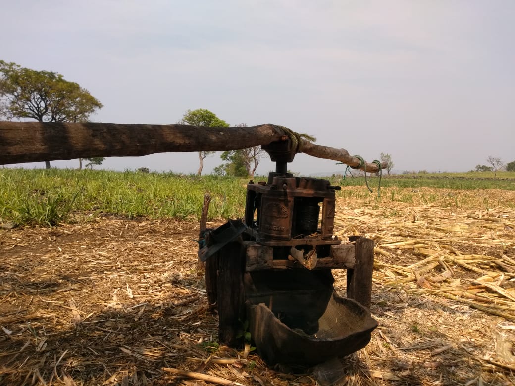 La Molienda De Caña Un Oficio Con Más De 500 Años Chiapasparalelo 7711