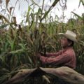 La conservación de los maíces locales asociados a las razas Tuxpeño y Olotillo se inclina hacia los productores mayores de 60 años. Cortesía: CIMMYT.