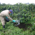 Utilizar biofertilizantes también ayudaría en la economía de la región cafetalera. Cortesía: Que Café!