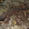 Heloderma alvarezi.

Este lagarto habita la región de la Depresión Central de Chiapas, o cuenca del Río Grijalva. Los juveniles pueden presentar manchas amarillentas que al llegar a la etapa adulta pierden y mantienen un color obscuro casi uniforme. Ambas especies de este grupo son tranquilas, pasan la mayor parte del año en madrigueras.

📷Antonio Ramírez Velázquez.