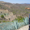 La cruda del mezcal oaxaqueño: El daño ecológico provocado por la industrialización de una bebida ancestral.
Foto: Diana Manzo