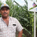 El productor Víctor Manuel Martínez, de Chiapas, México, frente a una parcela donde se han instalado dispensadores de confusión sexual. (Foto: Fernando Morales/CIMMYT)