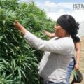 Las curanderas oaxaqueñas que cultivan cannabis 
Foto: Istmo Press