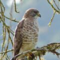 Gavilán ala ancha (buteo platypterus)
Foto: Conabio