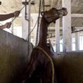 Caballo colgado con cadenas para sofocarlo mientras aún estaba consciente en matadero de Chiapas. Cortesía: Igualdad Animal