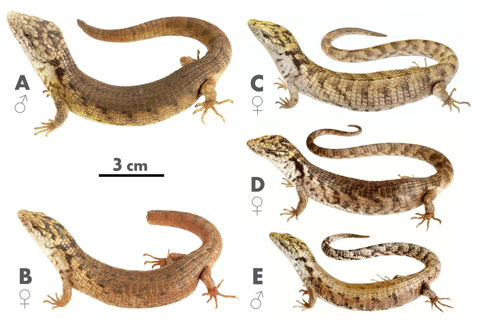 Registran a nueva especie de Abronia | Chiapasparalelo