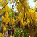 Lluvia de oro, especie exótica en nuestra ciudad con finalidades ornamentales que puede convertirse en invasora
Foto: Amapola