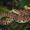 Cascabel cola larga, serpiente endémica de Guerrero extraída por su belleza para pieza de colección 
Foto: Amapola Periodismo