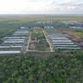 Profepa multa a 26 granjas porcícolas en Yucatán que incumplen leyes ambientales