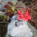 Descubren en Sierra de Manantlán dos especies de plantas en peligro de extinción
Foto: Letra Fría