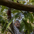 Hermilo, corta ramas y sanea los árboles del bosque que ha construido con el programa "sembrando vida". Foto: Duilio Rodríguez