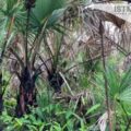 Comunidad zapoteca de Unión Hidalgo reforesta “El Palmar” con 5 mil árboles: “Es un logro ante el Interoceánico”
Foto: Istmo Press