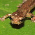 Salamandra bromelia de hocico largo (Dendrotriton megarhinus)
Foto: Cortesía del artículo
