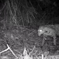 Jaguar captado por una cámara trampa en Montes Azules.
Foto: Pável Palacios