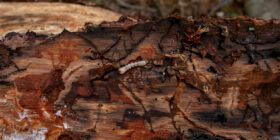 El grito silencioso del bosque: insectos descortezadores la epidemia oculta en los pinos