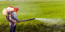 Fotografía de Piqsels. Tomada de Fundación Tortilla, publicado 09 de enero de 2021. https://fundaciontortilla.org/Agricultura/decretan_prohibicion_de_glifosato_en_el_campo_mexicano