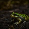 La rana que se enfrenta a la expansión urbana de Aguascalientes Foto: Cortesía Alianza por la Defensa de la Naturaleza