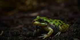 La rana que se enfrenta a la expansión urbana de Aguascalientes Foto: Cortesía Alianza por la Defensa de la Naturaleza