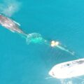 «La gente ignora las consecuencias de navegar a alta velocidad; los gobiernos deben intervenir»: Ecobac
Foto. Ecobac/A. Valenciano/Javier Oz