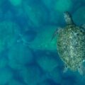 “El llanto de las tortugas”: Un documental sobre cambio, conciencia conservación del mar en Sonora
Foto: Zona Docs