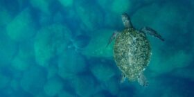 “El llanto de las tortugas”: Un documental sobre cambio, conciencia conservación del mar en Sonora
Foto: Zona Docs