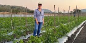 Cepas chiapanecas, una alternativa más para salvar al campo chiapaneco
Foto: Cortesía