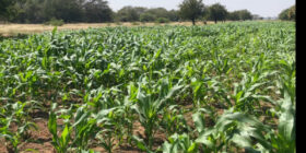 Rechazan campesinos zapotecas siembra de maíz genéticamente modificado en México: “Sin zapalote chico, no hay vida”
Foto: Istmo Press