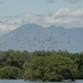 La Costa de Chiapas experimenta una pérdida acelerada de sus riquezas naturales. Foto: Isabel Mateos