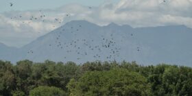 La Costa de Chiapas experimenta una pérdida acelerada de sus riquezas naturales. Foto: Isabel Mateos