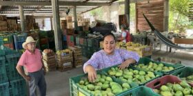 Productores de mango en Oaxaca celebran pausa de Trump en los aranceles: “No nos vamos a confiar, esto es solo un respiro”
Foto: Istmo Press